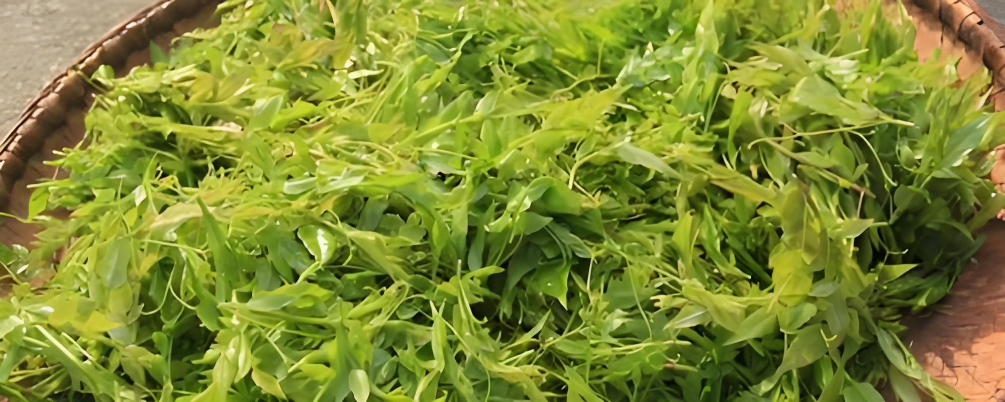 有机认证莓茶 100g
