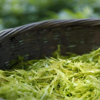 茅岩莓茶一级 100g
