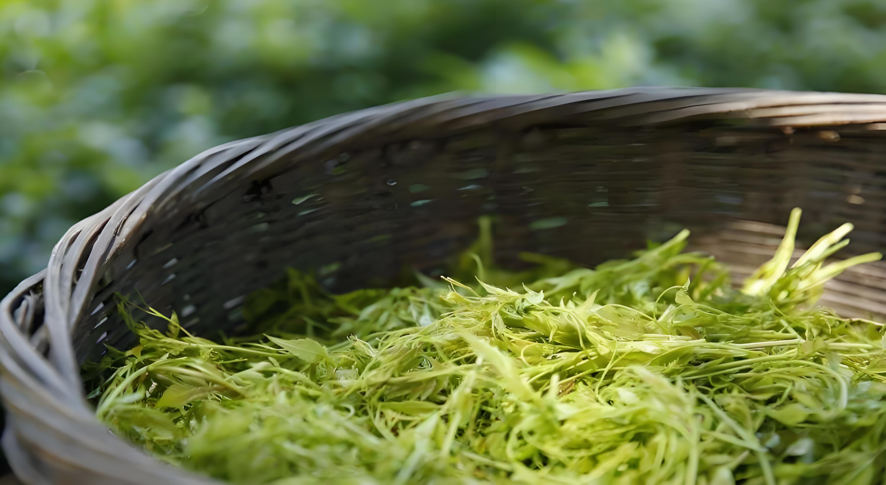 茅岩莓茶一级 100g