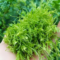 茅岩野生莓茶 150g