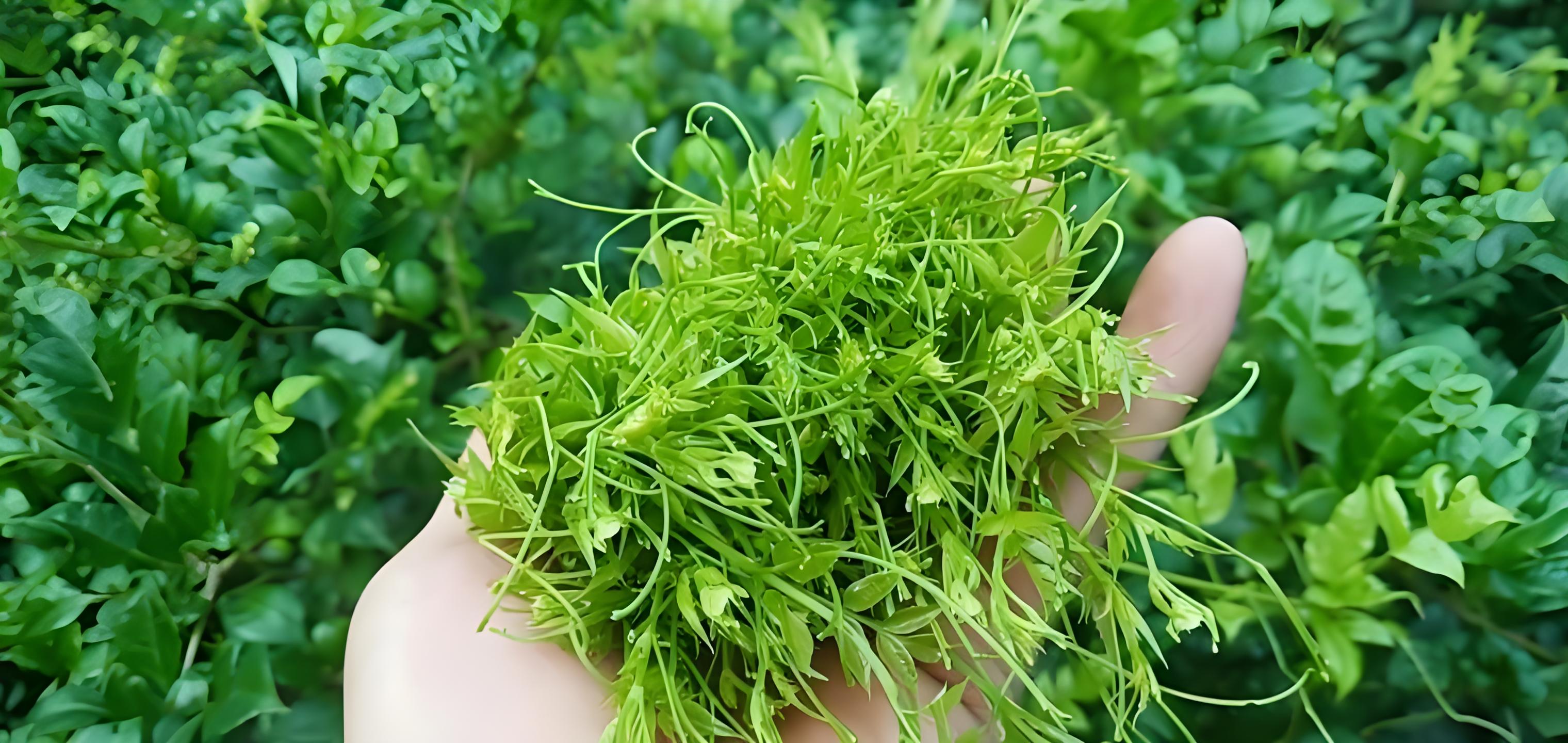 湖南文旅马力十足