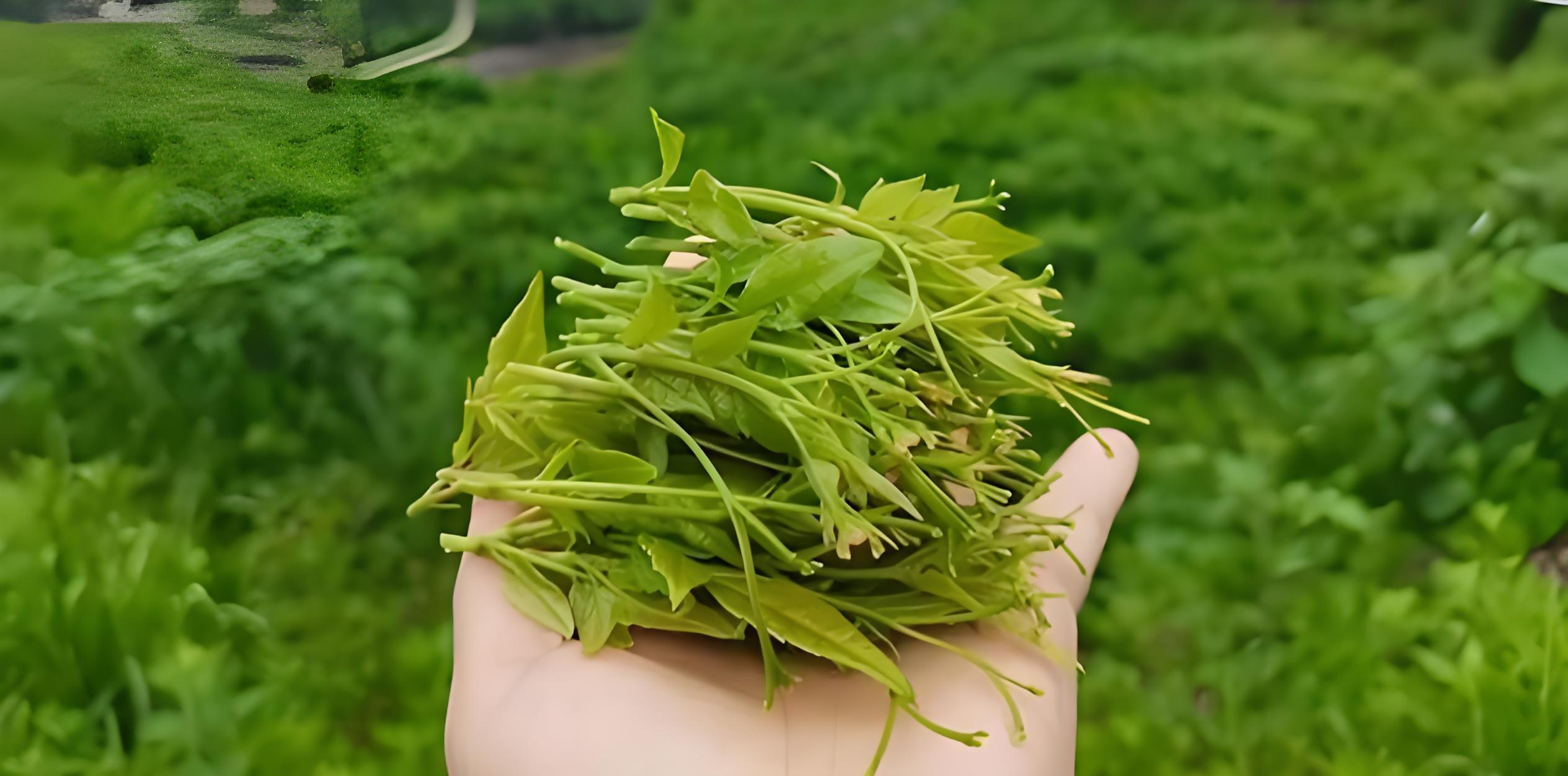 夏日文旅“热”力十足 “夜经济”激发消费市场新动能